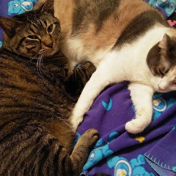 Meet your Posher, Lynette - Picture 1 of 1